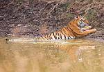 Tigress at waterhole